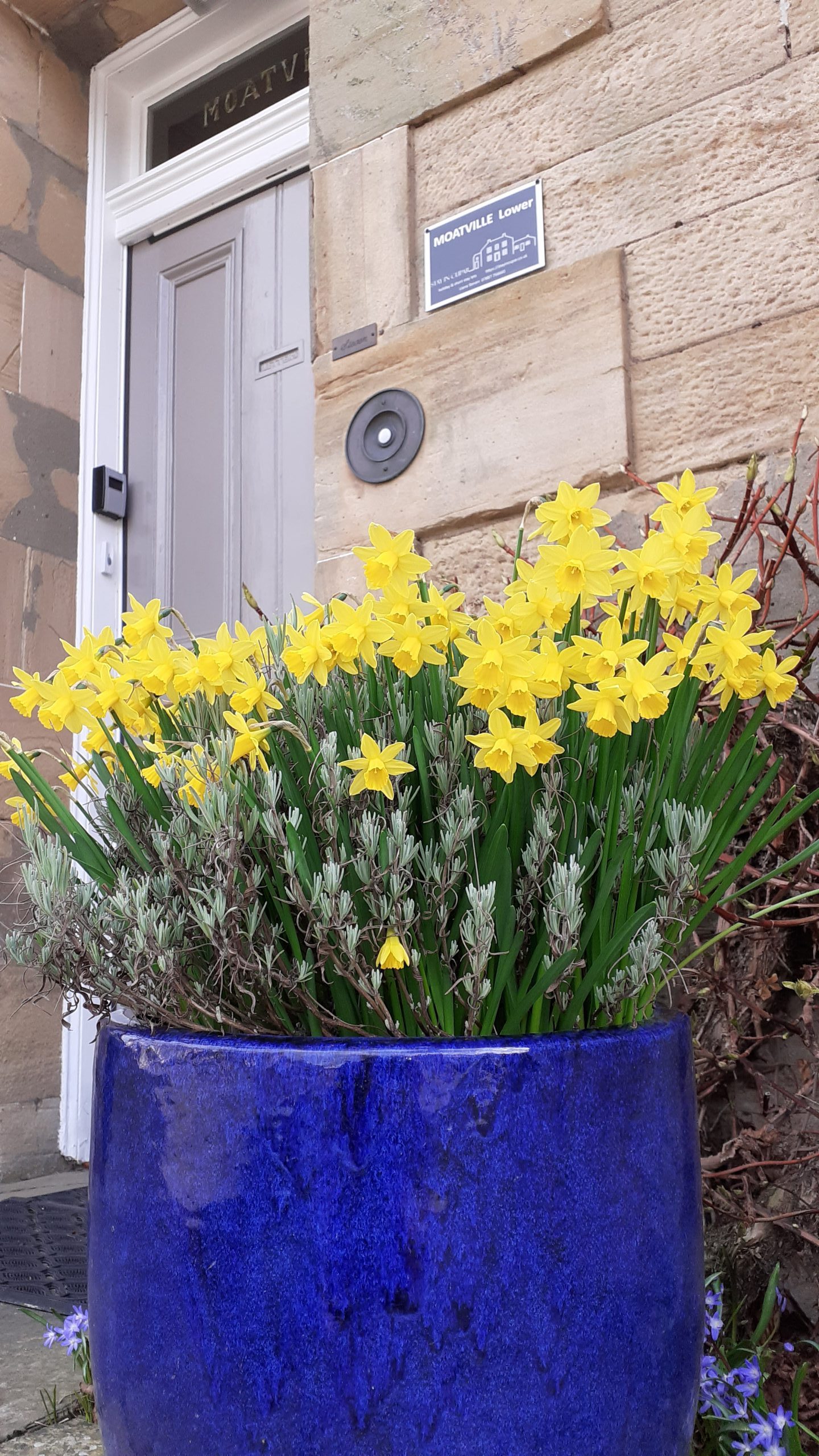 Moatville Lower front door with keysafe and spring daffodils in blue pot